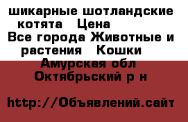 шикарные шотландские котята › Цена ­ 15 000 - Все города Животные и растения » Кошки   . Амурская обл.,Октябрьский р-н